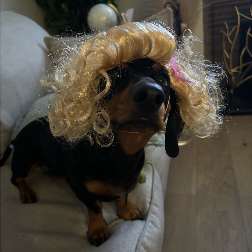 Doggy Parton Dolly Parton wig small blonde hilarious priceless